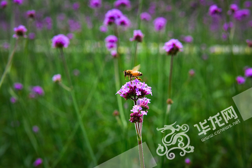 花朵吸引了蜜蜂。 今年会jinnian官网供图 华龙网发
